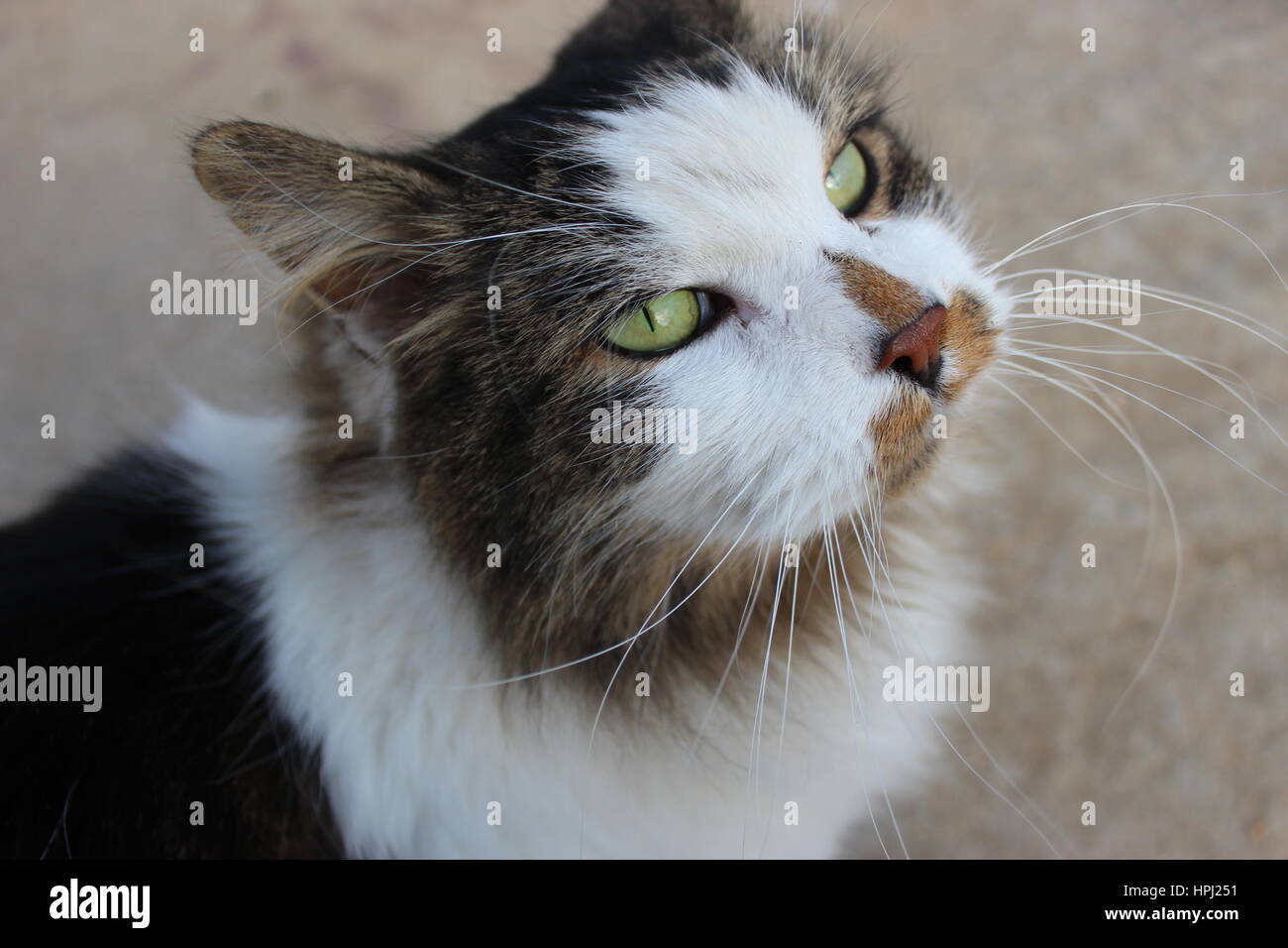 Beautiful portrait of stray calico Norwegian Forest cat Stock Photo Alamy
