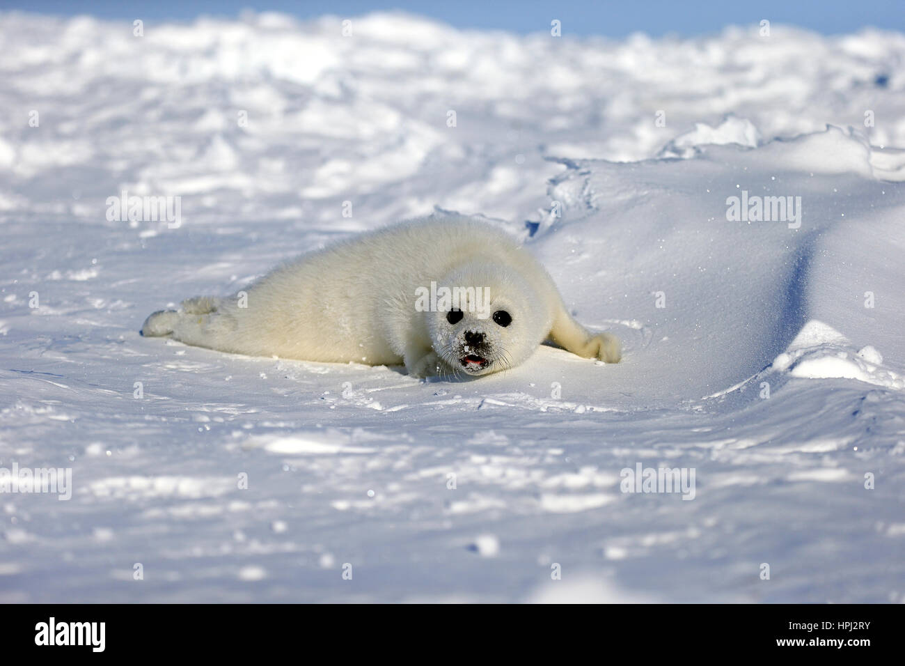 Harp Seal, Saddleback Seal, (Pagophilus groenlandicus), Phoca groenlandica, seal pup on pack ice calling, Magdalen Islands, Gulf of St. Lawrence, Queb Stock Photo
