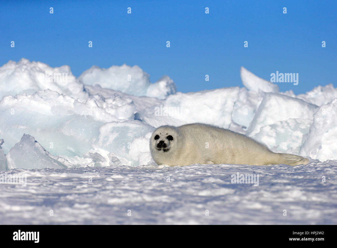 Harp Seal, Saddleback Seal, (Pagophilus groenlandicus), Phoca groenlandica, seal pup on pack ice, Magdalen Islands, Gulf of St. Lawrence, Quebec, Cana Stock Photo