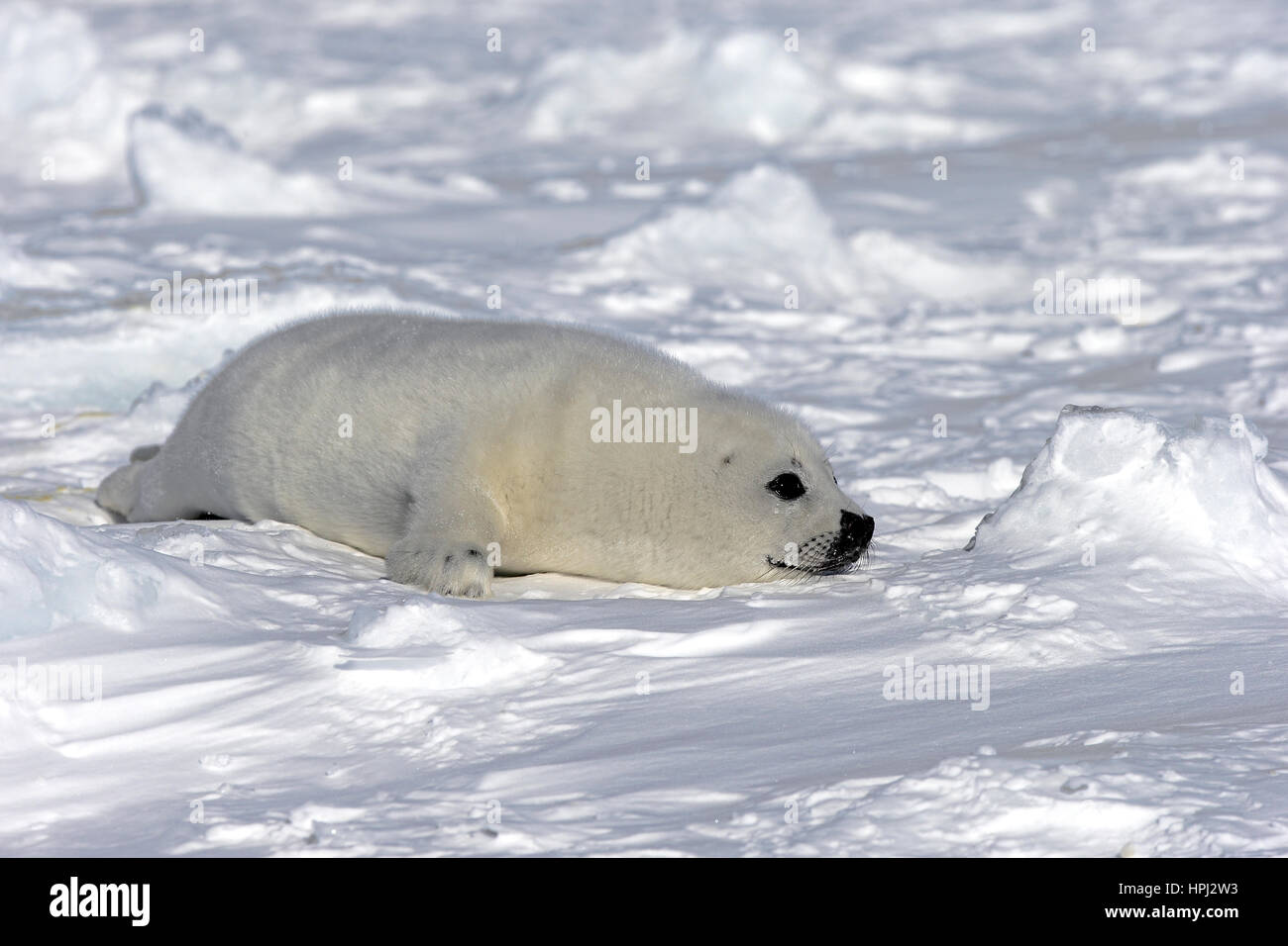 Harp Seal, Saddleback Seal, (Pagophilus groenlandicus), Phoca groenlandica, seal pup on pack ice, Magdalen Islands, Gulf of St. Lawrence, Quebec, Cana Stock Photo