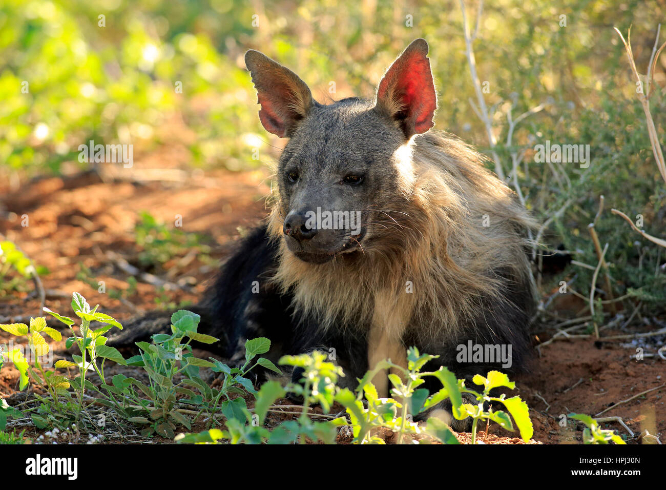 Brown Hyena Parahyaena Brunnea Hi res Stock Photography And Images Alamy