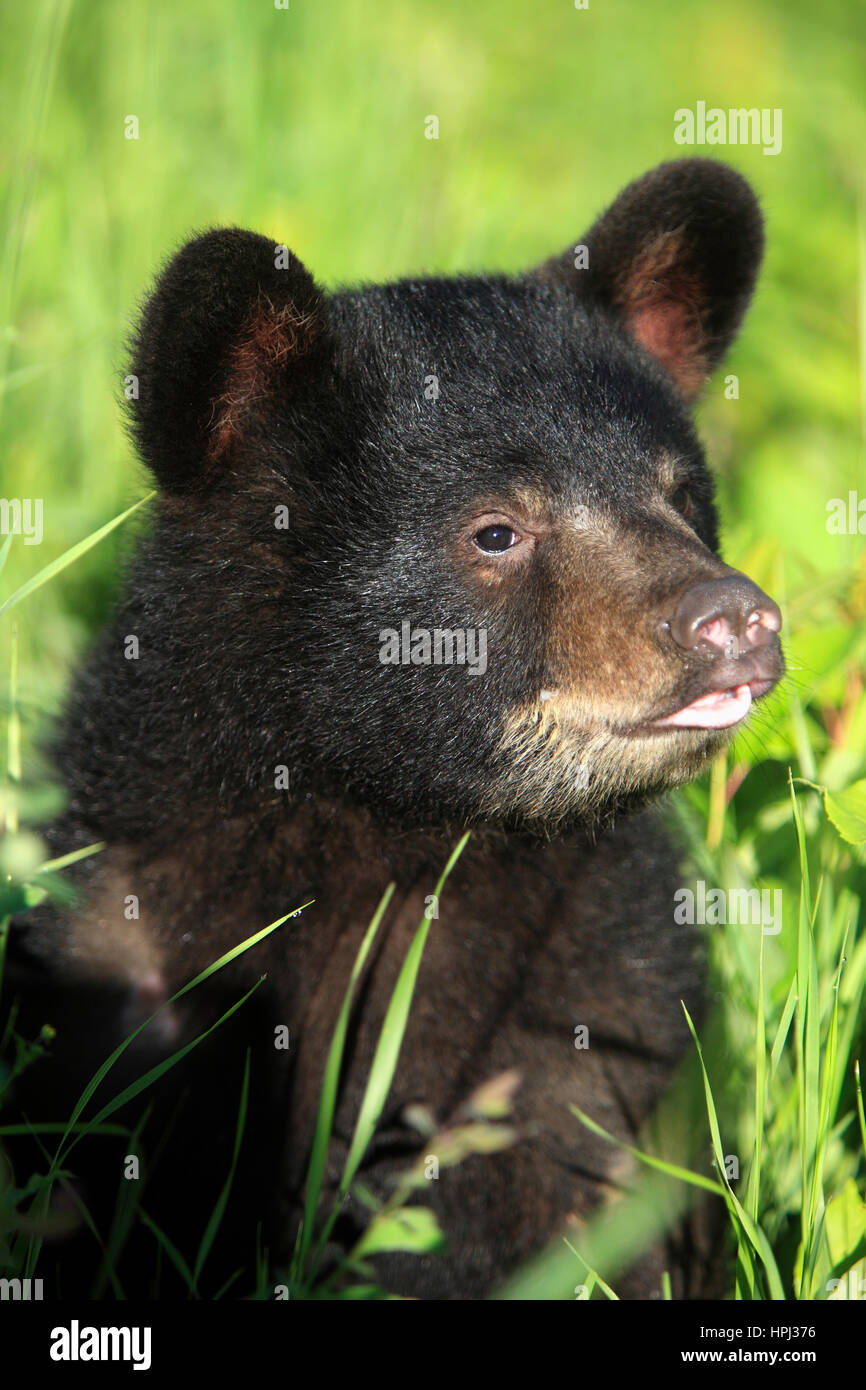 Black Bear, Ursus americanus, Montana, USA, North America, young in ...