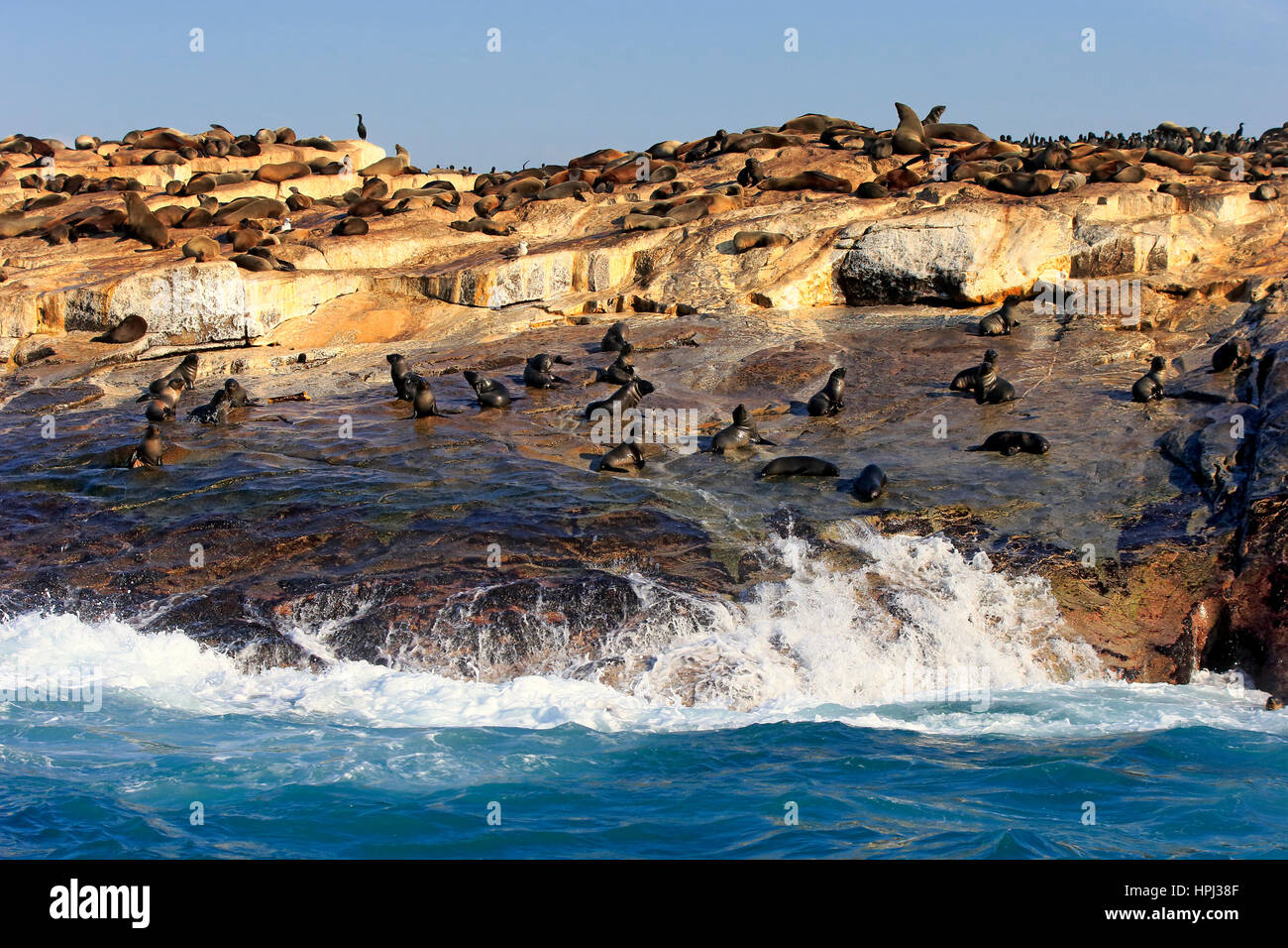 seal-island-seal-colony-western-cape-south-africa-africa-stock