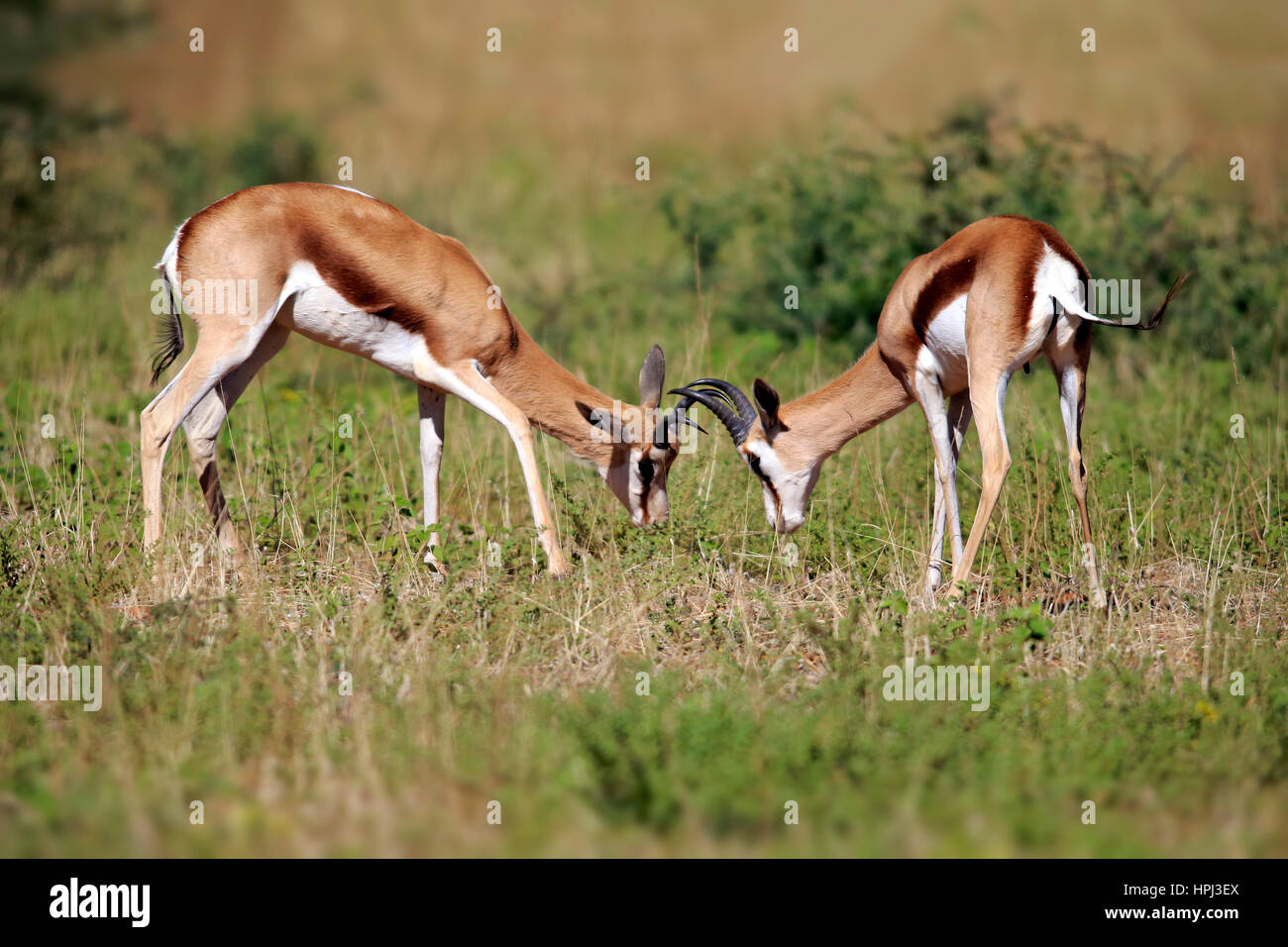 Springbok, (Antidorcas marsupialis), two adult males fighting, Tswalu ...