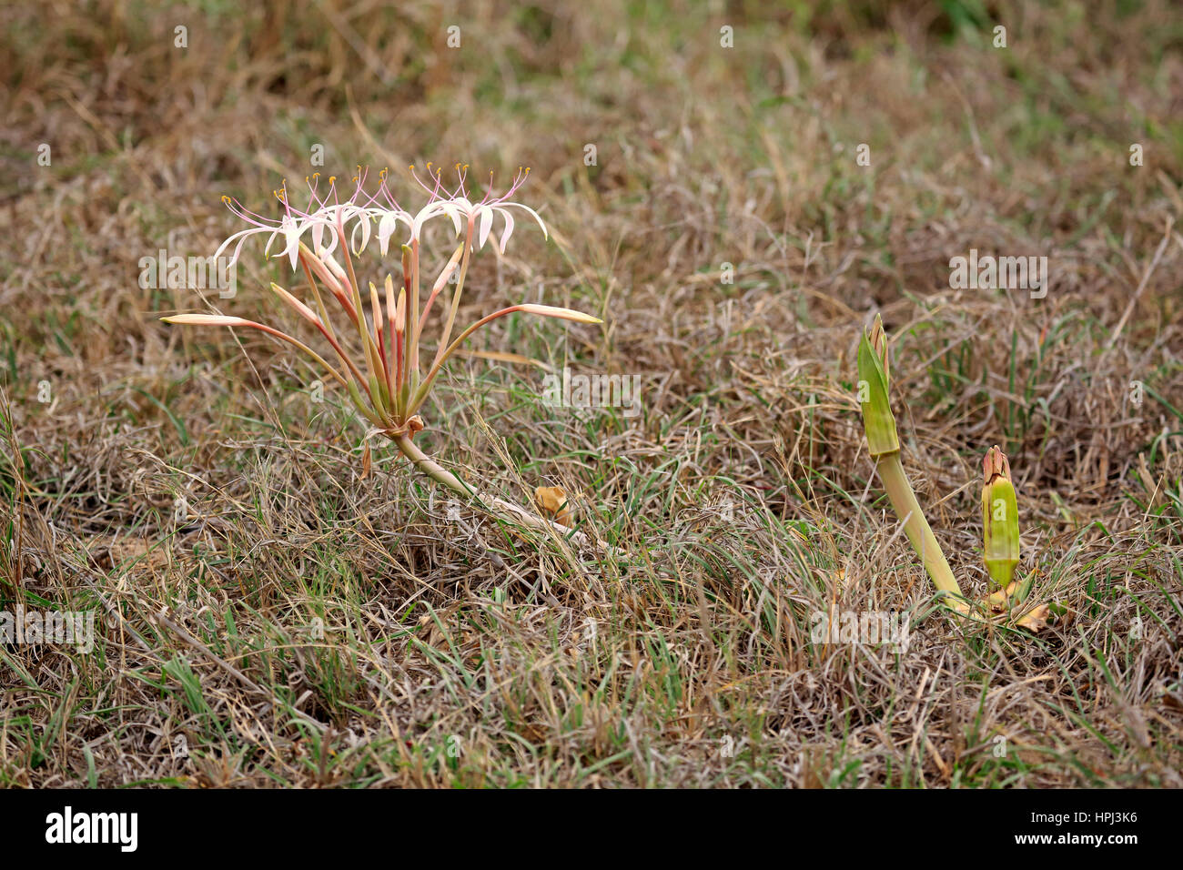 Sand lily, (Crinum buphanoides), blooming, Kruger Nationalpark, South Africa, Africa Stock Photo