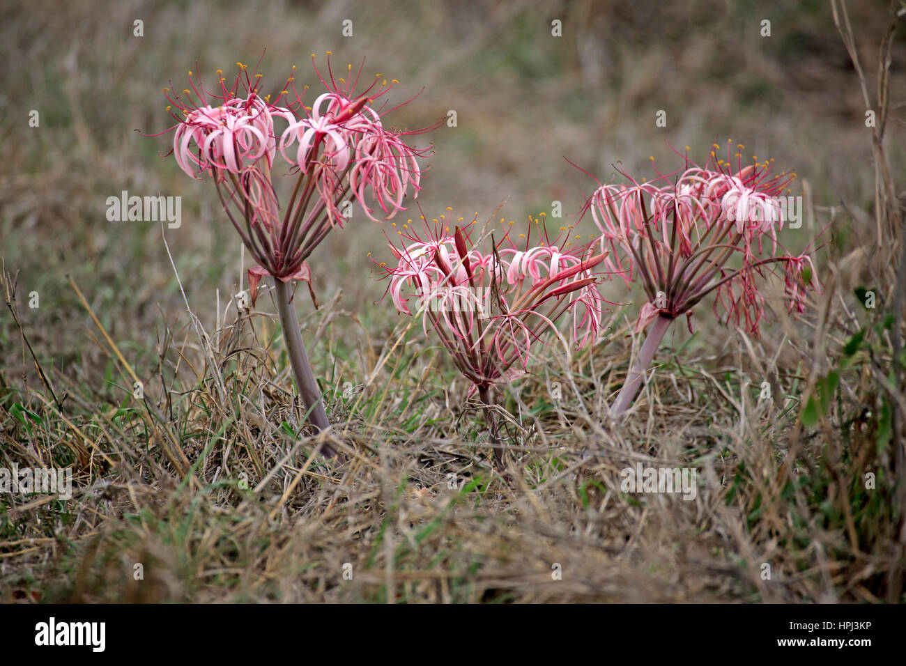Sand lily, (Crinum buphanoides), blooming, Kruger Nationalpark, South Africa, Africa Stock Photo