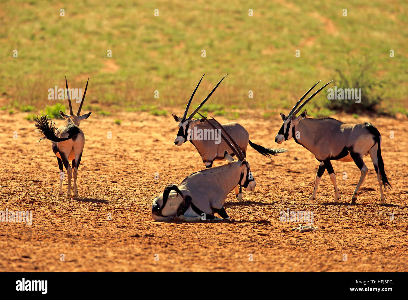 Gemsbok Gemsbuck Oryx Oryx Gazella Group Of Adults Tswalu Game gemsbok-gemsbuck-oryx-oryx-gazella-group-of-adults-tswalu-game