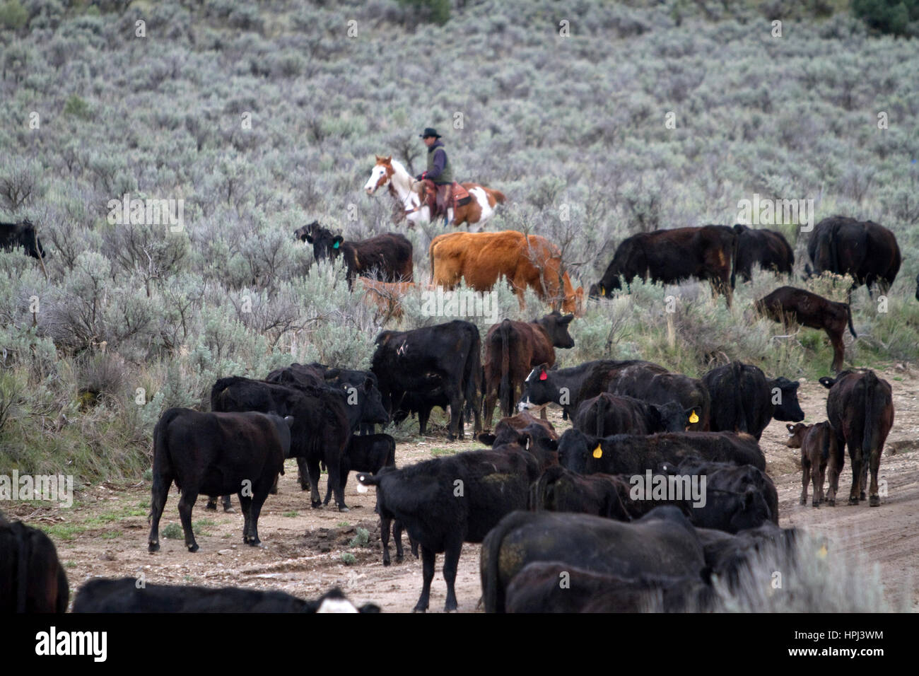 Cowboy working a cattle drive on grazing land at City of Rocks National Reserve, Idaho, USA. Stock Photo