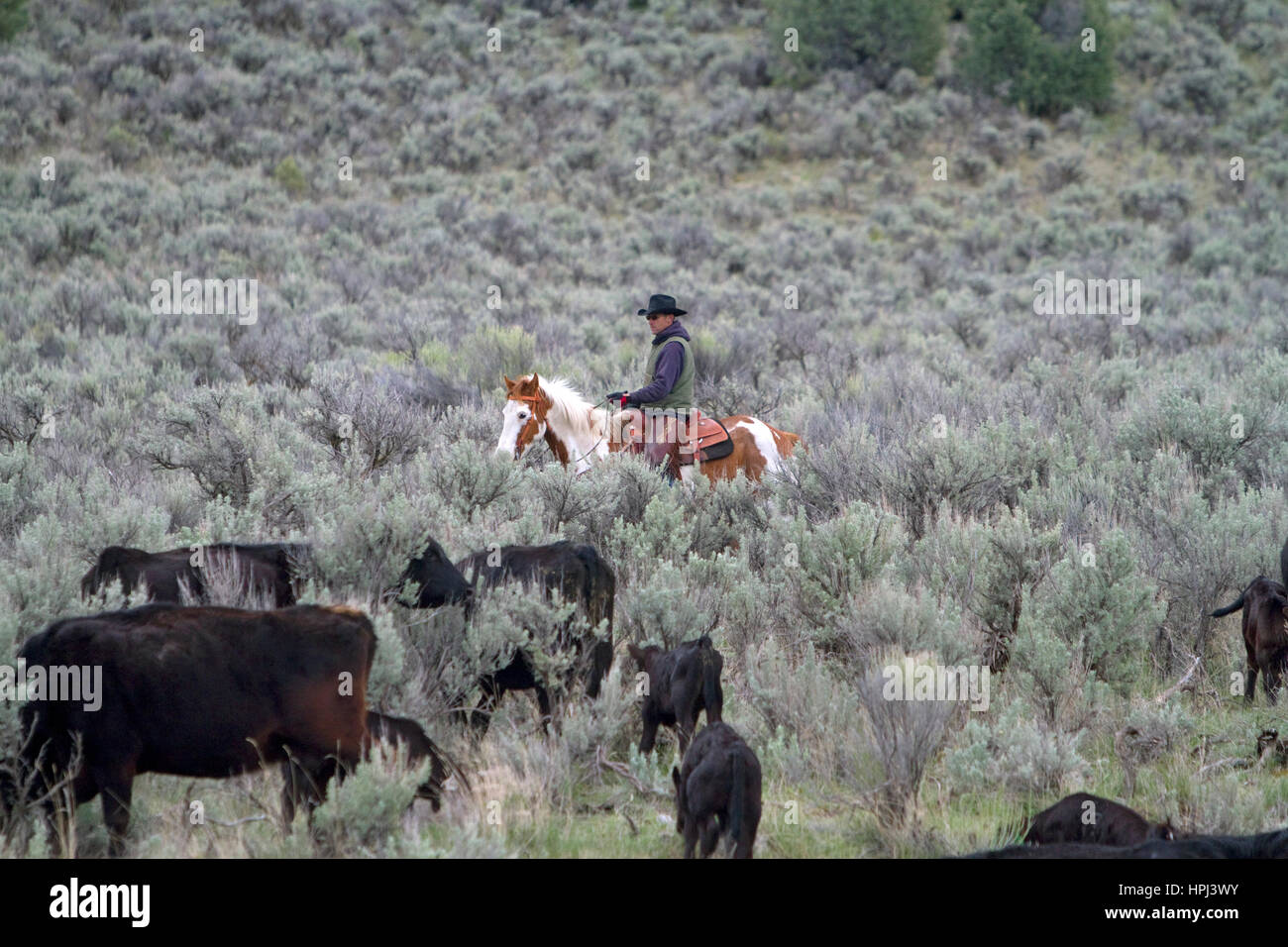 Cowboy working a cattle drive on grazing land at City of Rocks National Reserve, Idaho, USA. Stock Photo