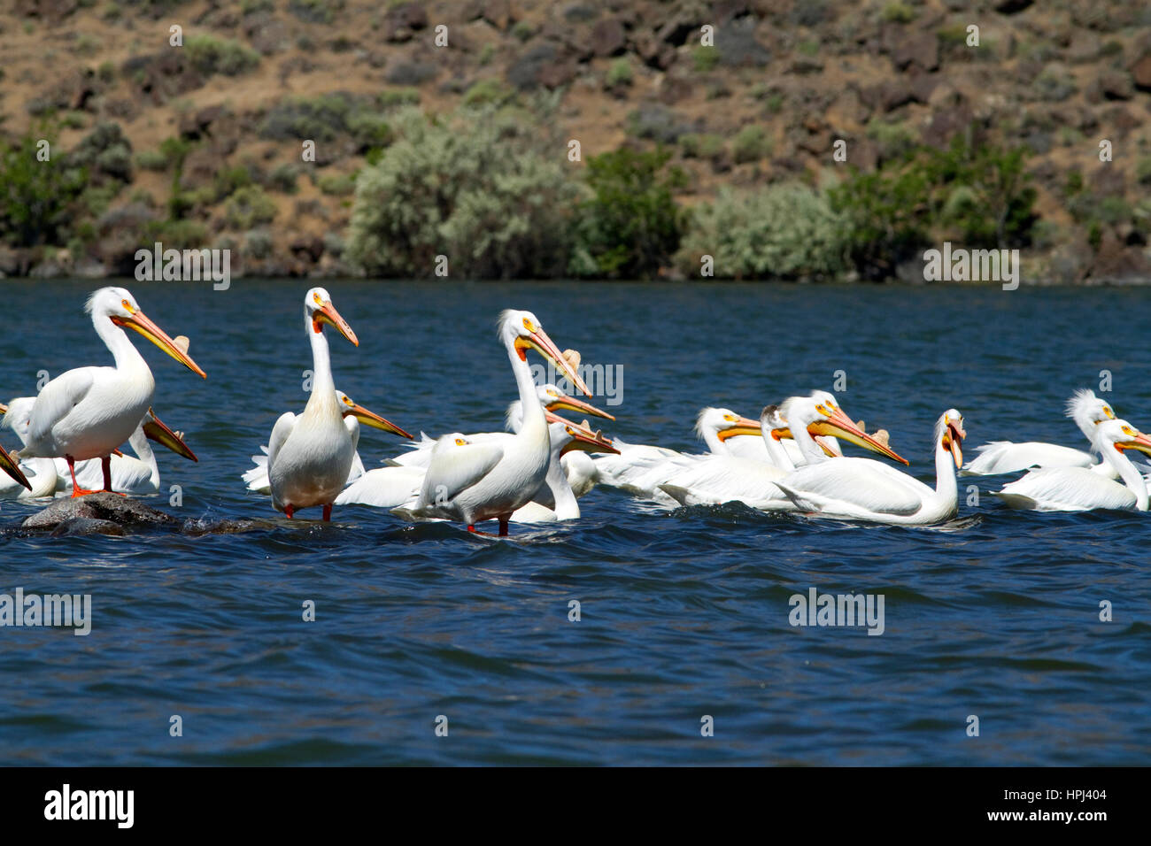 American white pelican at C.J. Strike Reservoir, Idaho, USA. Stock Photo