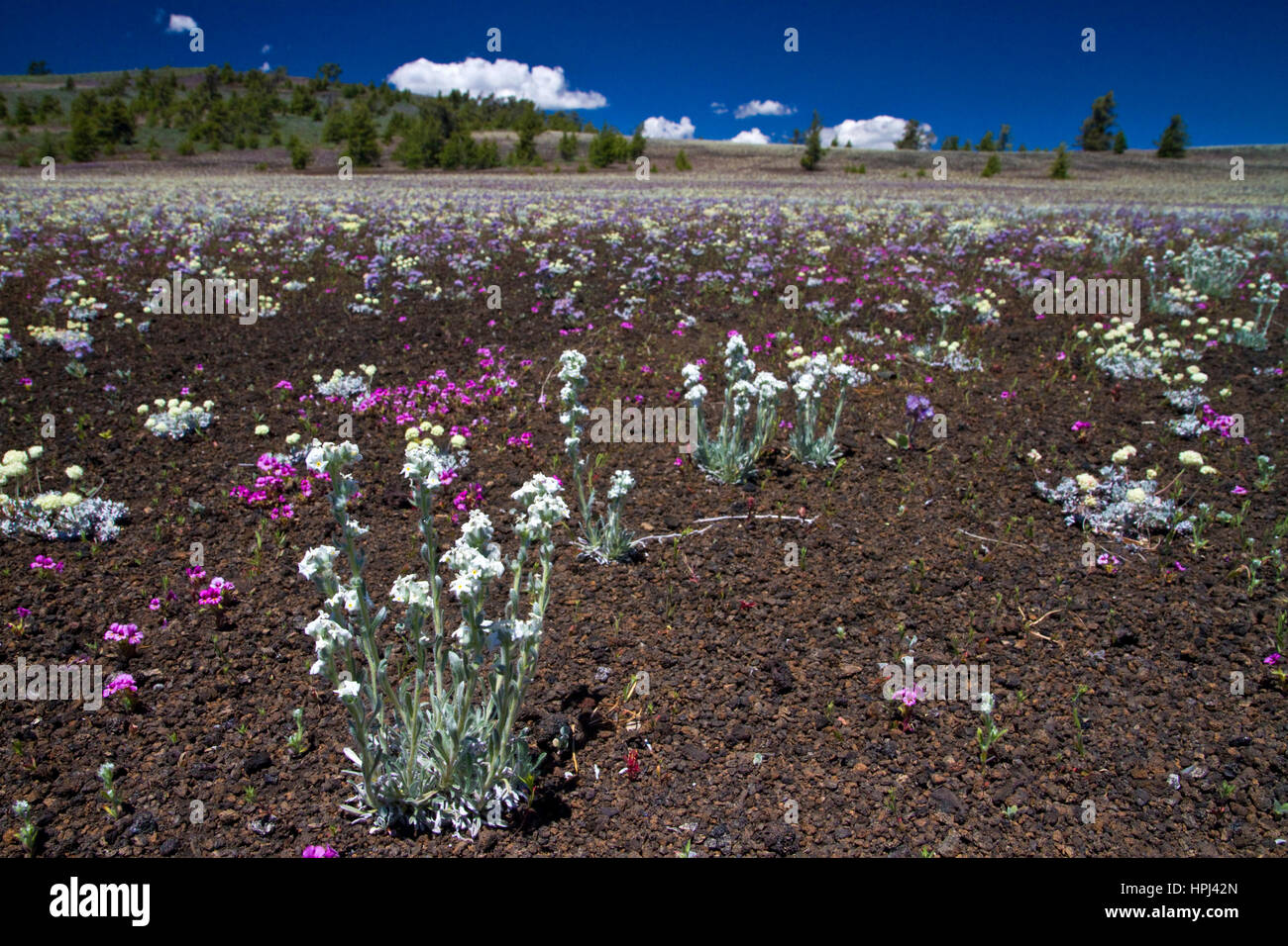 Spring wildflowers at Craters of the Moon National Monument Stock Photo