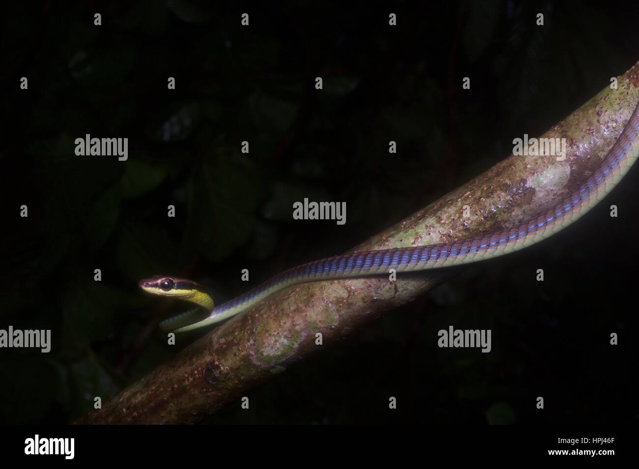 A Blue Bronzeback (aka Wall's Bronzeback) in the rainforest at night in Ulu Semenyih, Selangor, Malaysia Stock Photo