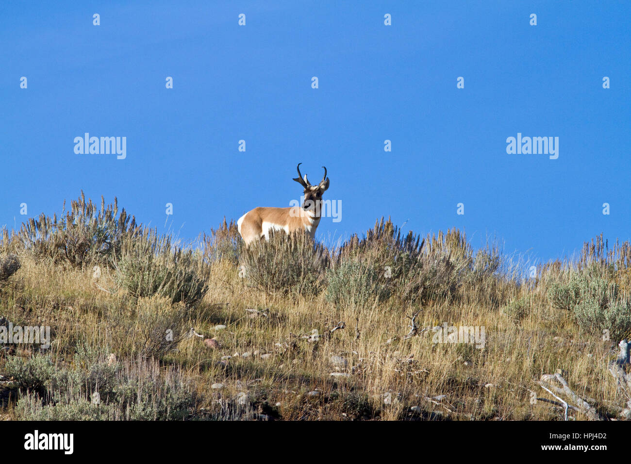 Antelope in Teton National Park, Wyoming, USA. Stock Photo