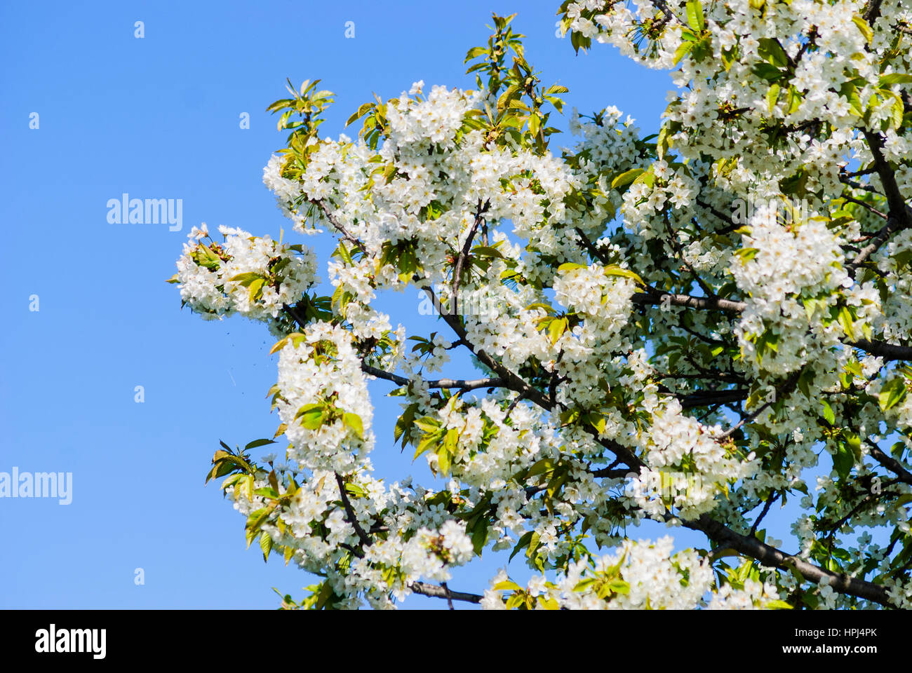 Wallern im Burgenland, Cherry tree in blossom, Neusiedler See (Lake Neusiedl), Burgenland, Austria Stock Photo