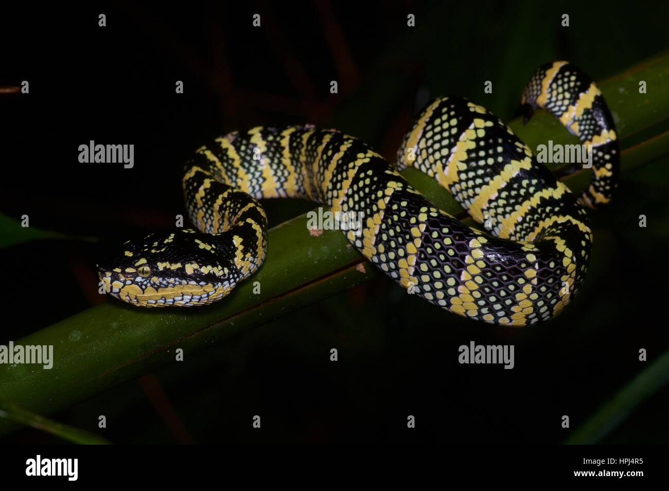 An adult female Wagler's Pit Viper (Tropidolaemus wagleri) on a branch in the rainforest at night in Ulu Semenyih, Selangor, Malaysia Stock Photo
