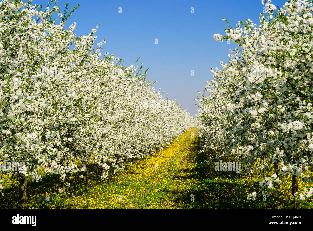 Wallern im Burgenland, Cherry trees in blossom, Neusiedler See (Lake Neusiedl), Burgenland, Austria Stock Photo