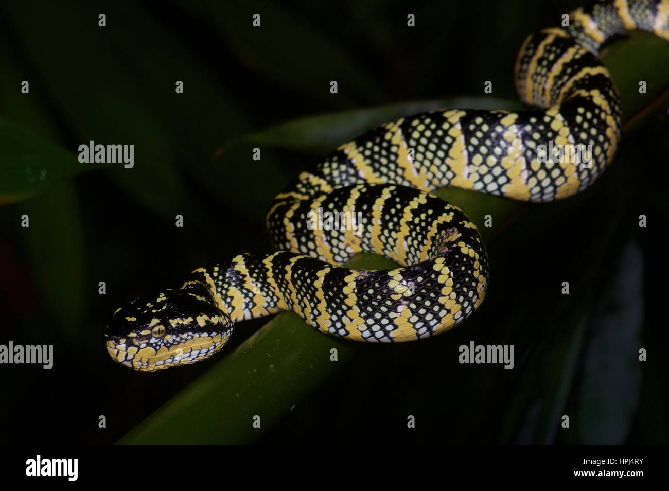 An adult female Wagler's Pit Viper (Tropidolaemus wagleri) on a branch in the rainforest at night in Ulu Semenyih, Selangor, Malaysia Stock Photo