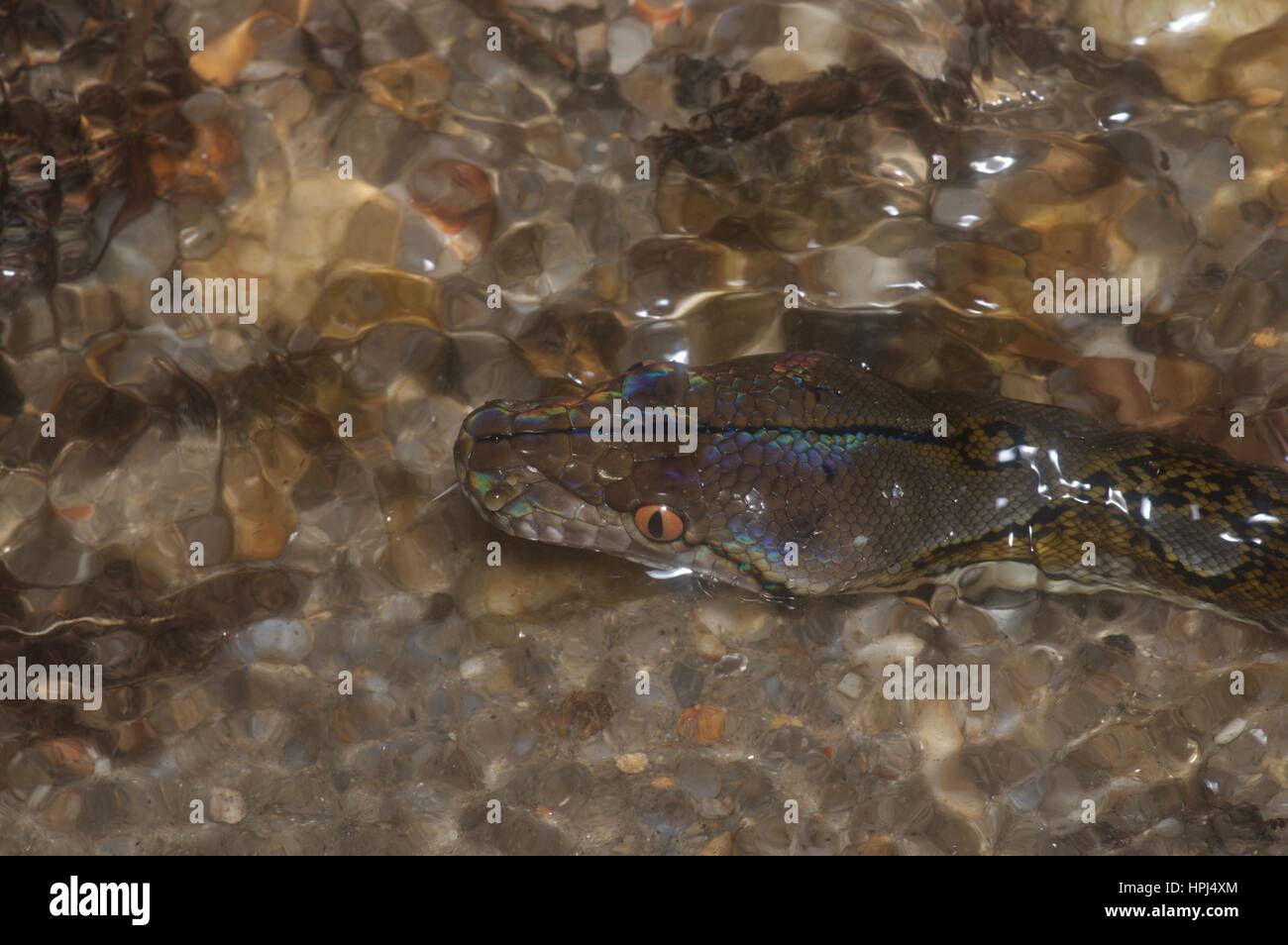 A Reticulated Python (Malayopython reticulatus) partly submerged in a stream in Ulu Yam, Selangor, Malaysia Stock Photo