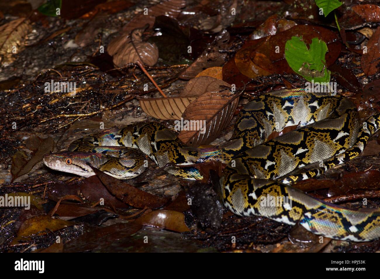 A Reticulated Python (Malayopython reticulatus) partly submerged in a stream in Ulu Yam, Selangor, Malaysia Stock Photo