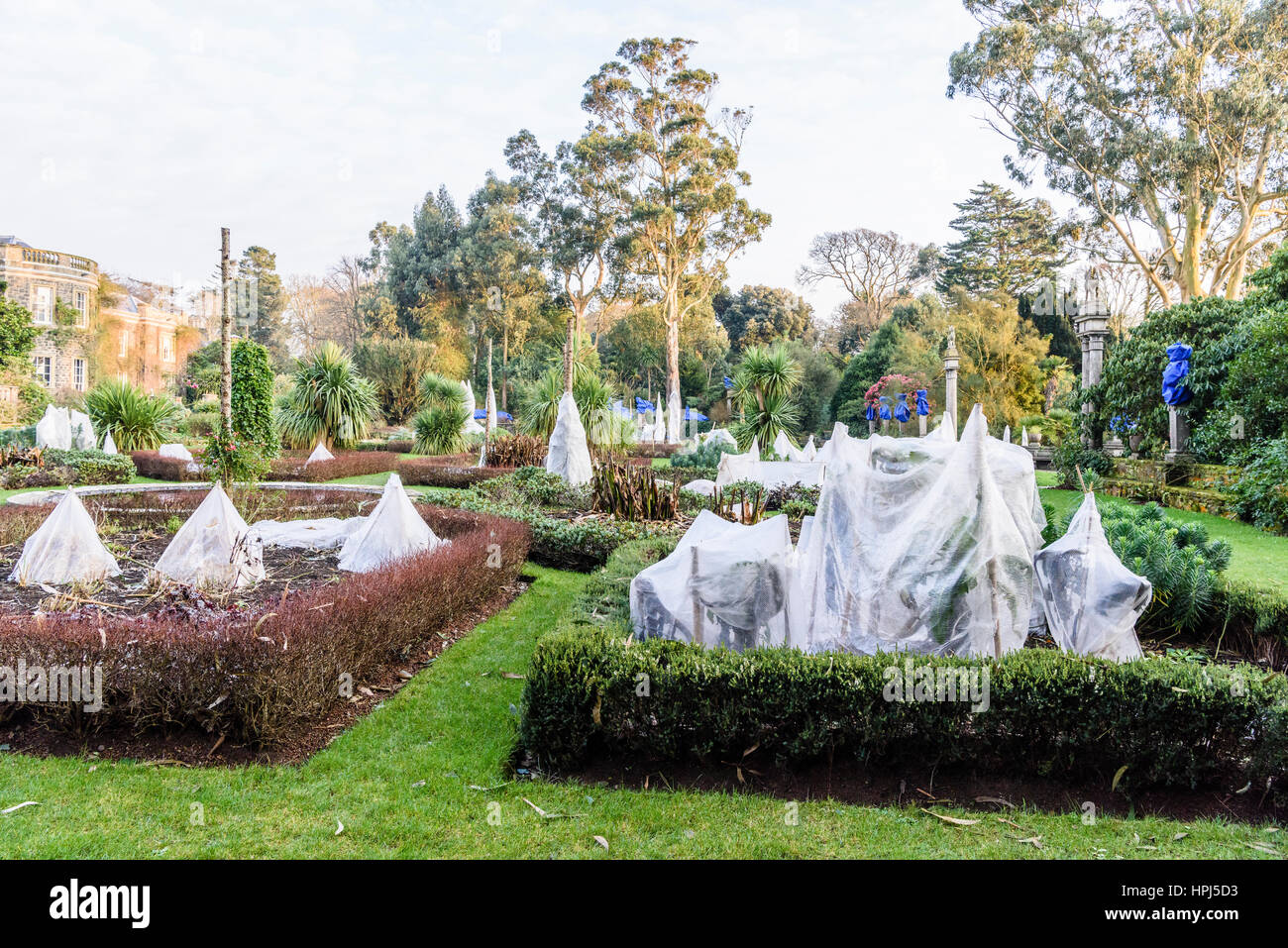 Plants in a formal garden covered with straw and fleece to protect them