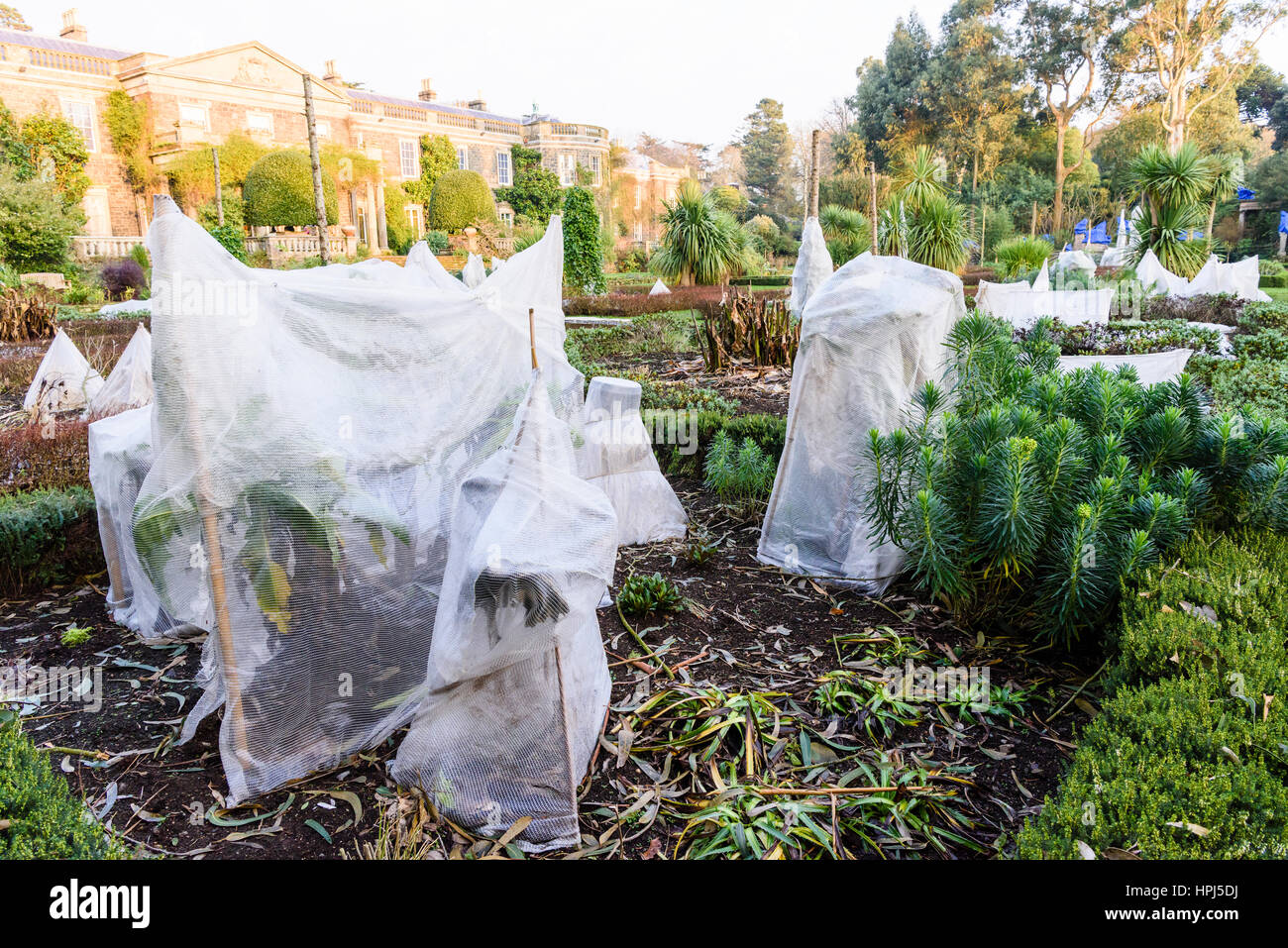 Plants in a formal garden covered with straw and fleece to protect them