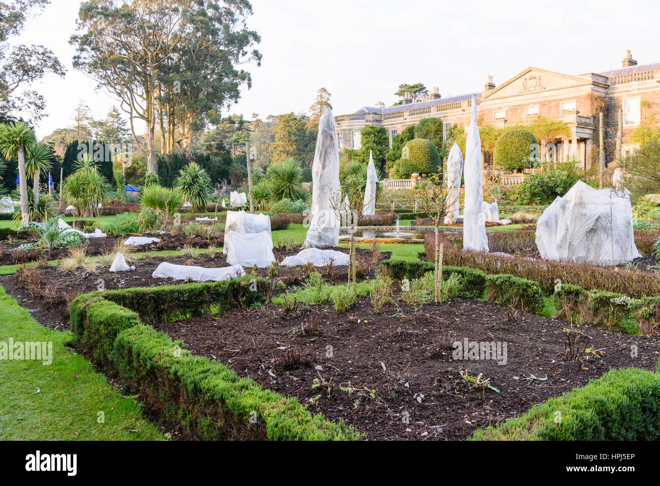 Plants in a formal garden covered with straw and fleece to protect them
