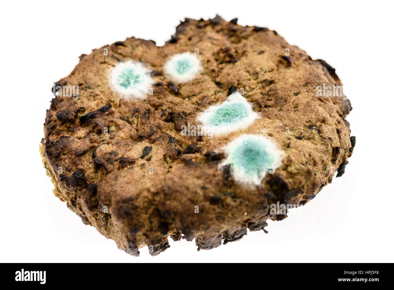 Bluemould penicillin mould growing on a vegetarian hamburger. Stock Photo