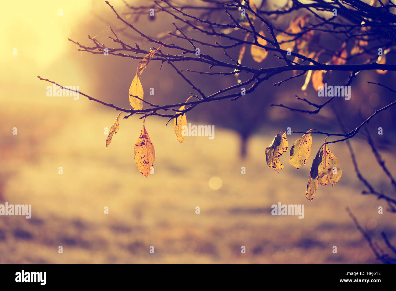 Tree leaves sunset hi-res stock photography and images - Alamy