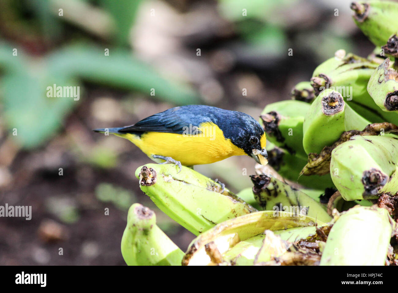 Wild Yellow throated Euphonia bird eating bananas from a tree Stock ...