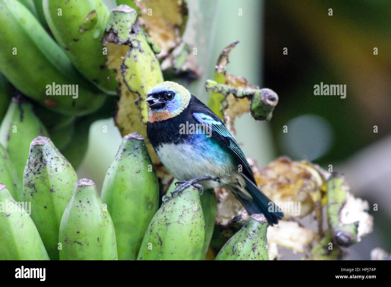Golden hooded Tanager sitting on a banana plant in Costa Rica Stock Photo