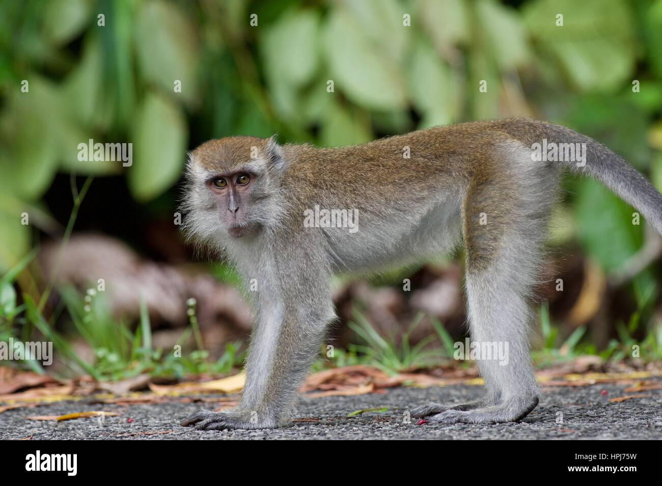 A Long-tailed Macaque (Macaca fascicularis) on a road edge in the Santubong Peninsula, Sarawak, East Malaysia, Borneo Stock Photo