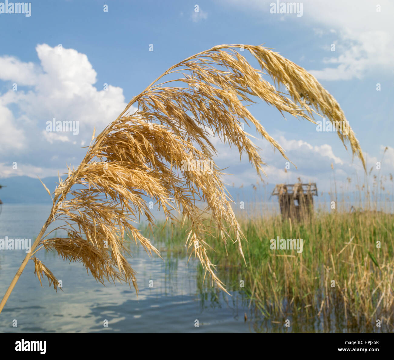 Golden reed in the lake Stock Photo Alamy