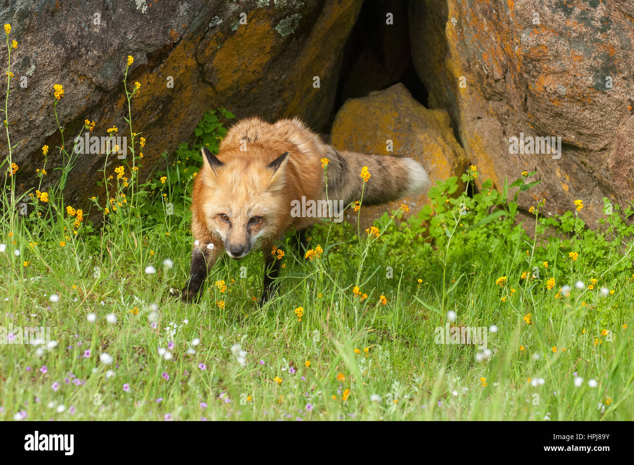 Red fox hunting in green grass and yellow flowers with rock den Stock ...