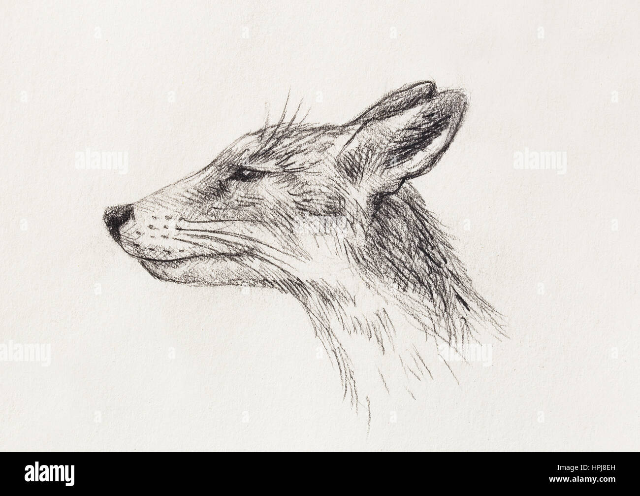 Fox portrait, pencil drawing on paper. Copy space Stock Photo