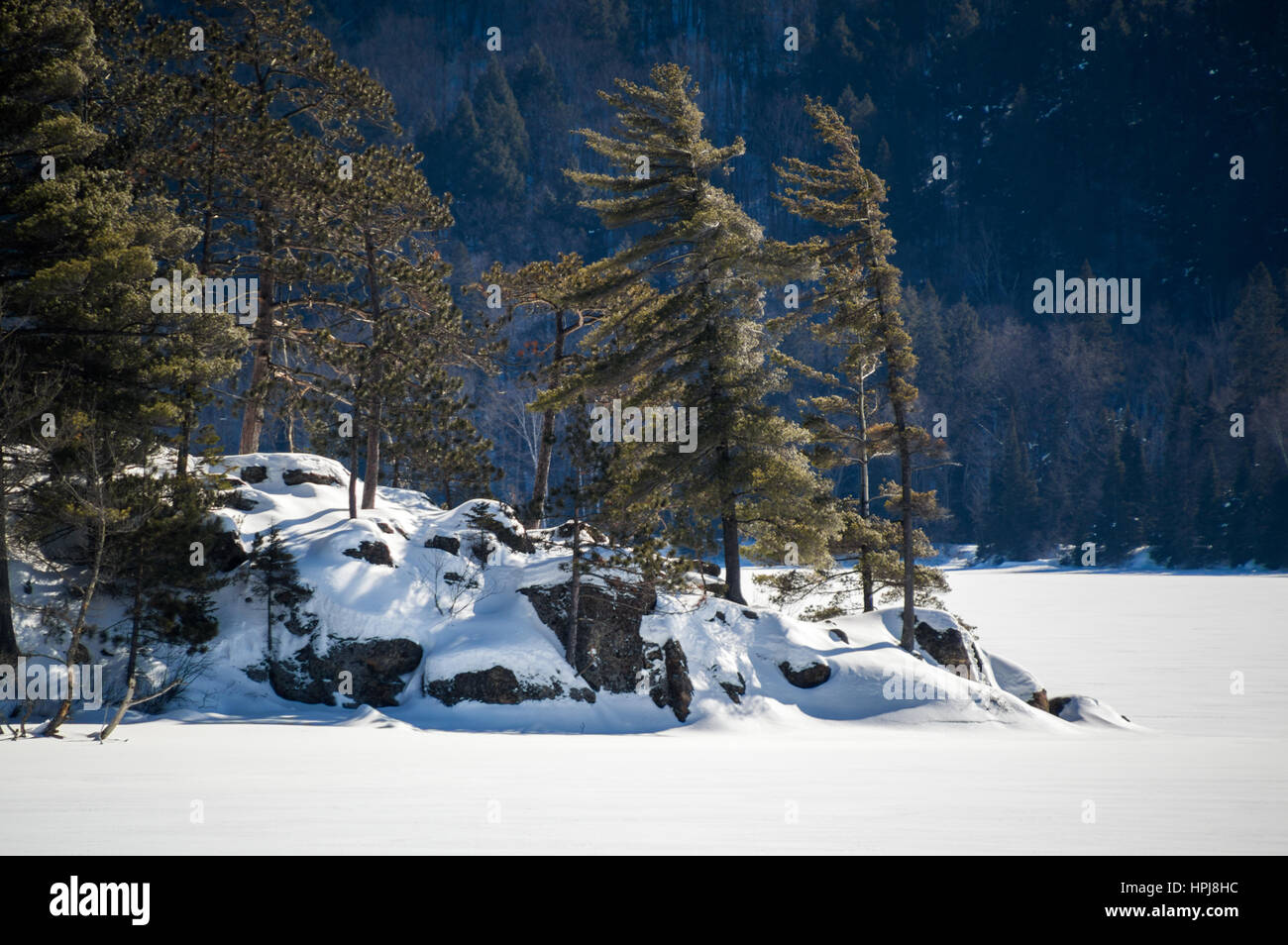 Snowy frozen lake with white pines background in Algonquin park, Ontario.  Snowy mountain behind. Stock Photo