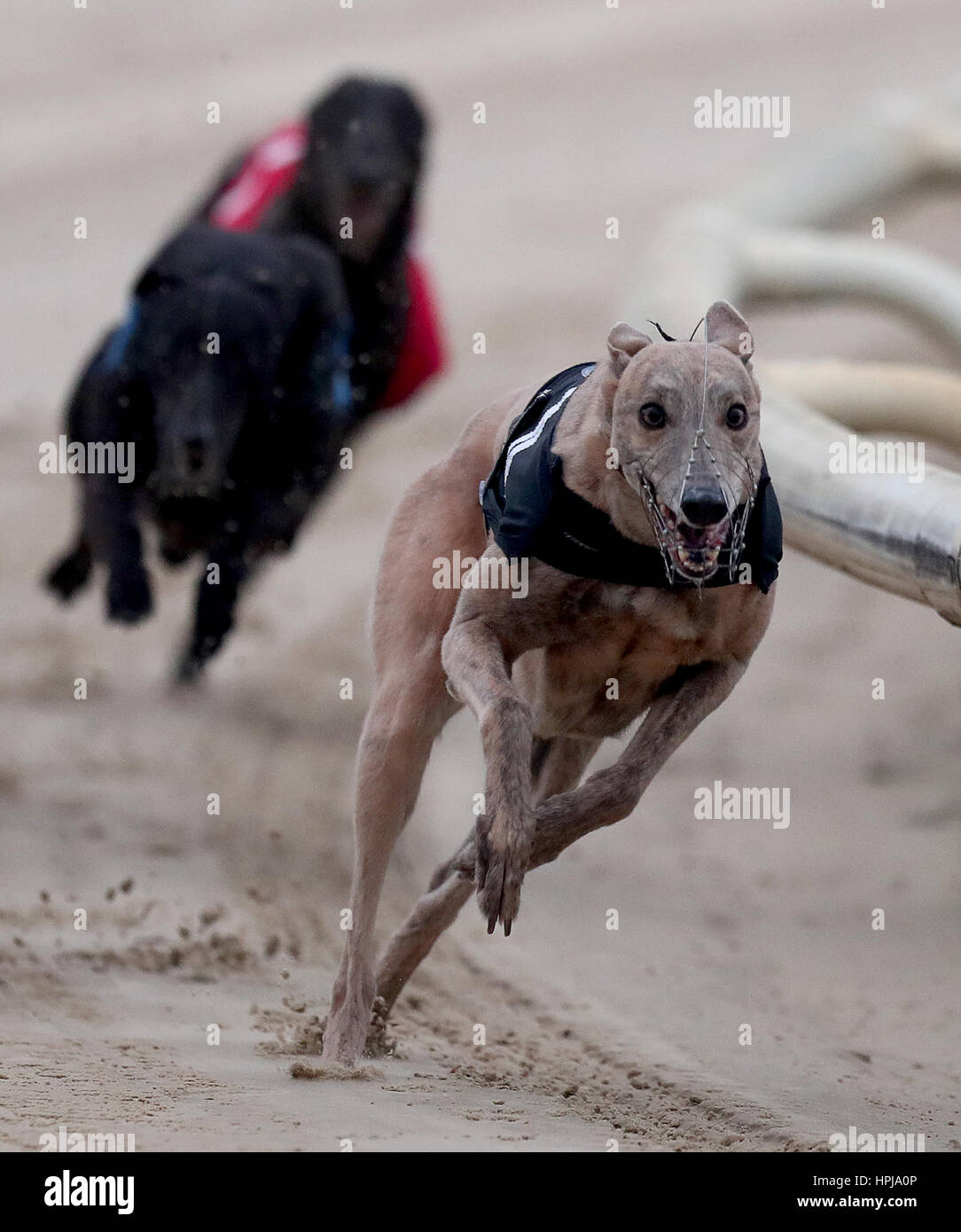 Nice One Nod wins the Follow Us on Twitter HoveGreyhounds 515m Flat at