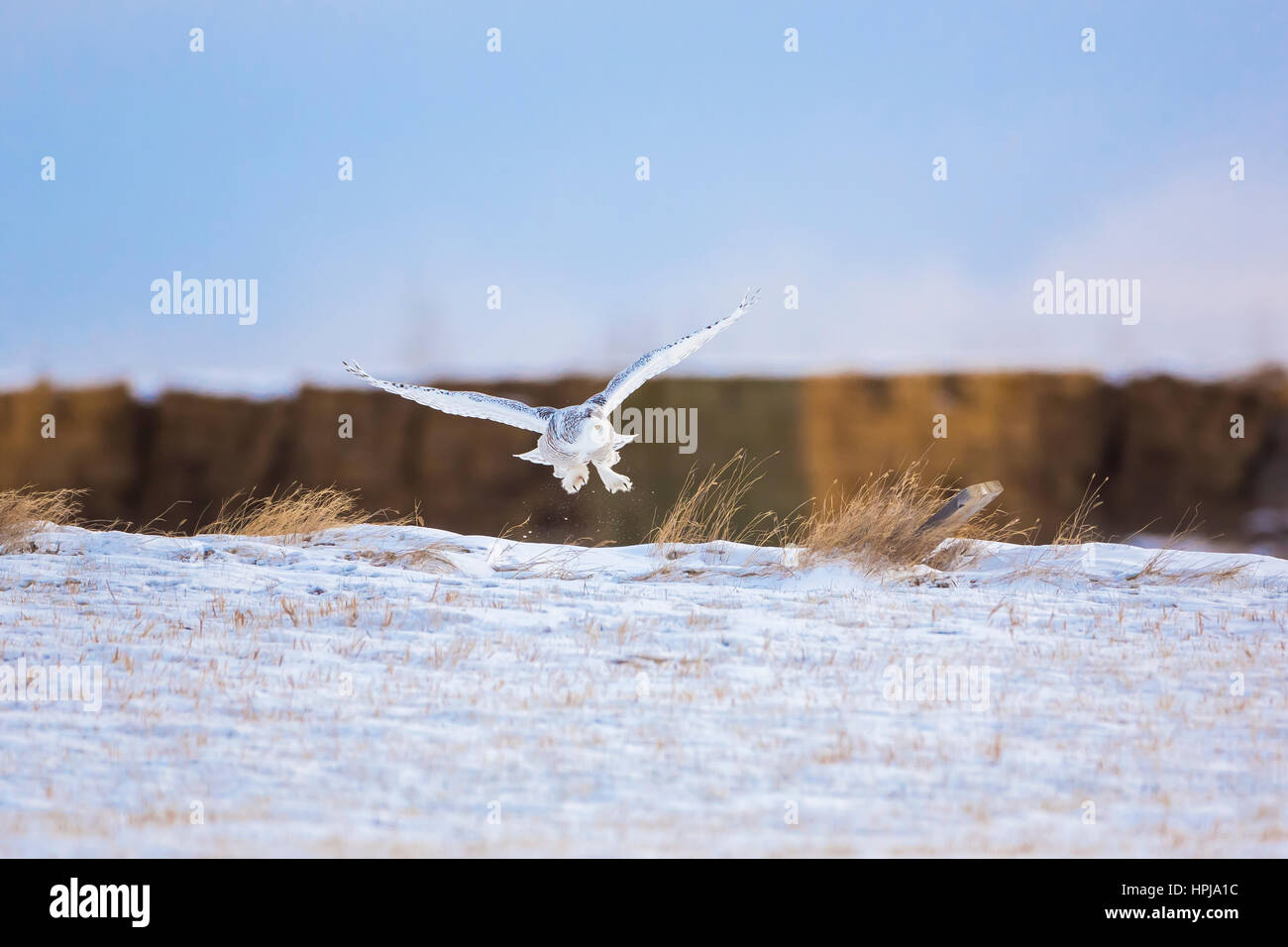 A Snowy owl east of Delacour, Alberta lets the wind push her across a