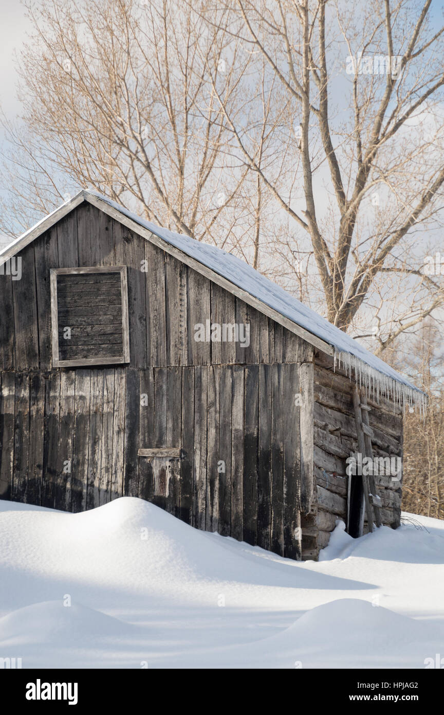 Wintertime Snowy Old Pioneer Log Cabin Barn With Icicles Sunny