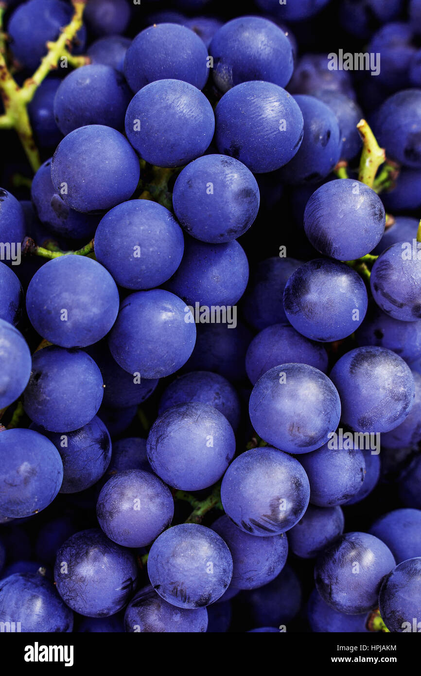 Dark blue grapes ideal for making red wine. Isabella grapes Stock Photo