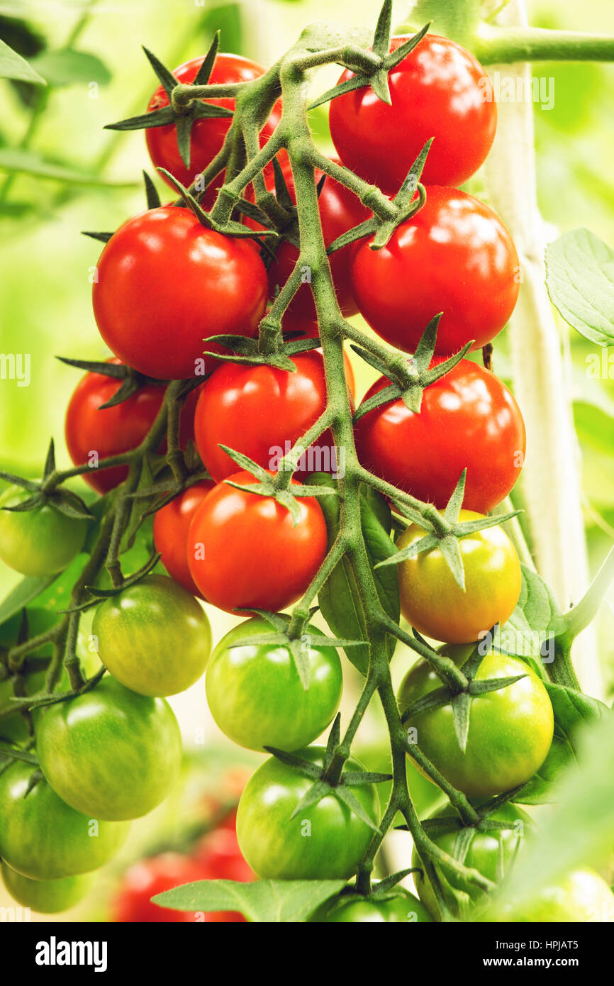 Branch of ripe tomatoes in greenhouse Stock Photo - Alamy