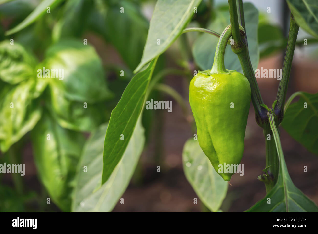 Bell Pepper Farming High Resolution Stock Photography and Images - Alamy