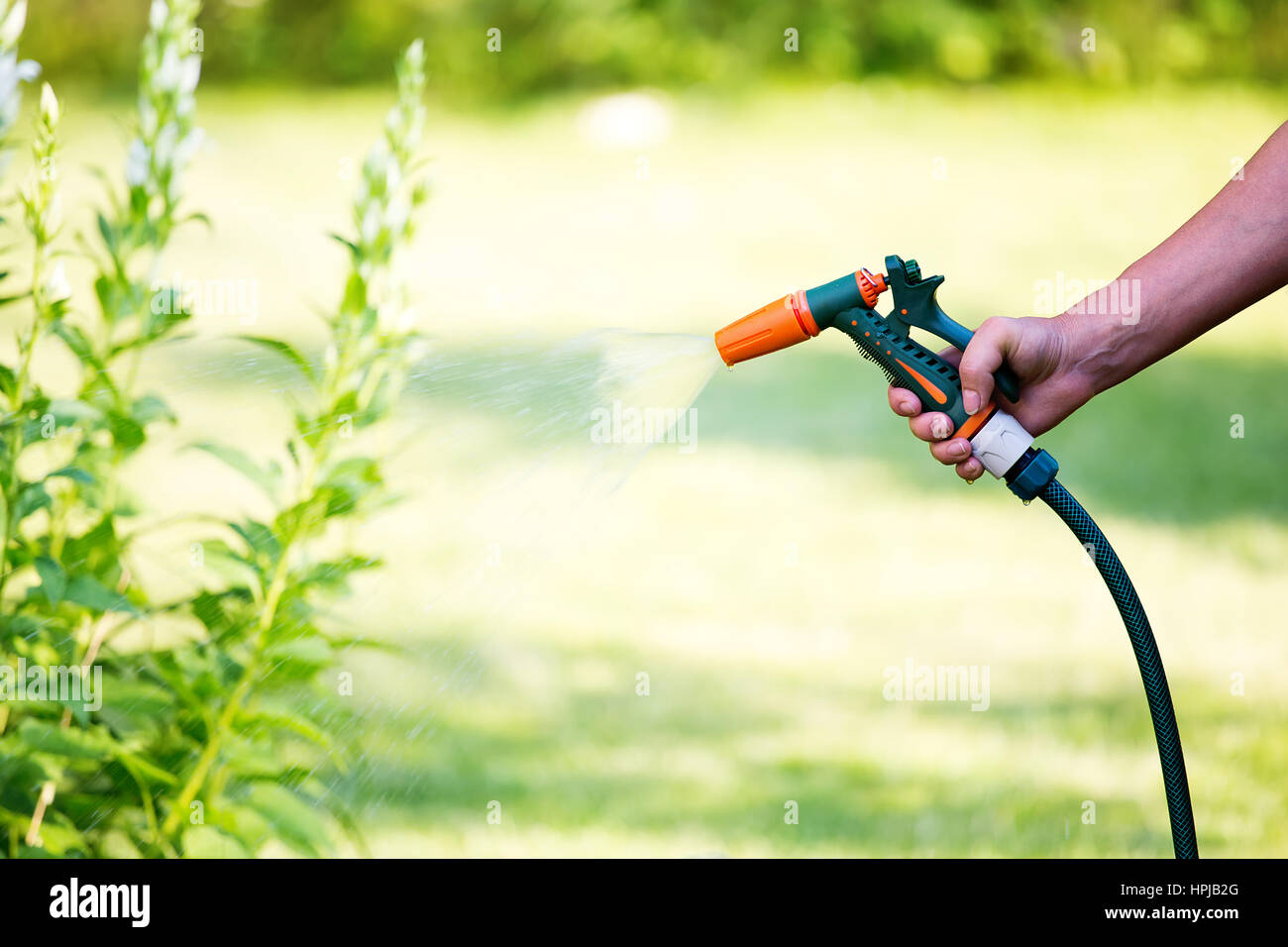 Woman watering flowers with hose sprayer. Gun nozzle water hose head Stock Photo