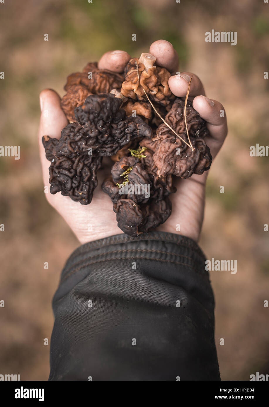 Gyromitra esculenta or false morel mushrooms in hand. Poisonous when raw but can be eaten if prepared correctly. Shallow depth of field Stock Photo