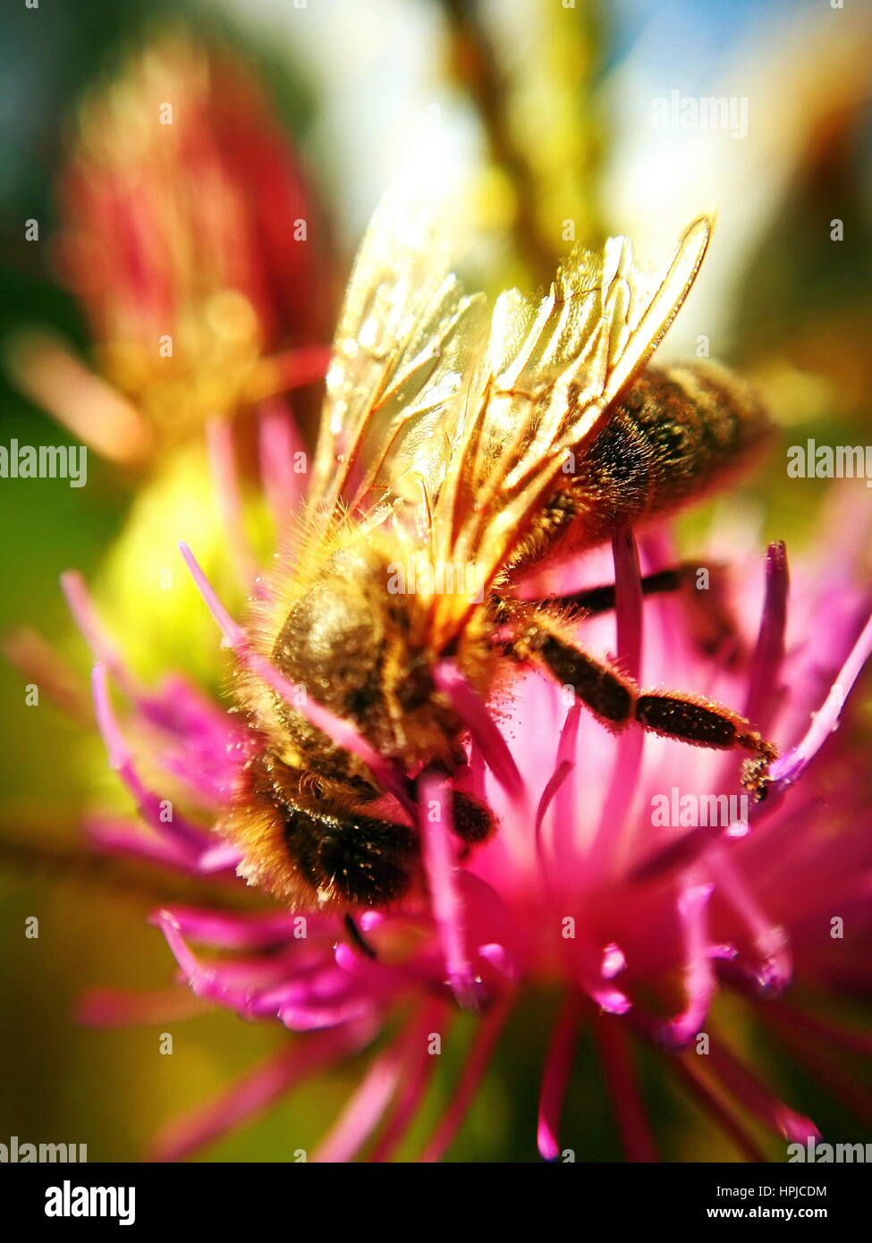 Bee sitting on flower head extreme close up Stock Photo - Alamy