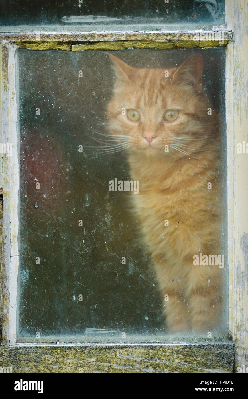 Cat staring out of window, Shetland Stock Photo