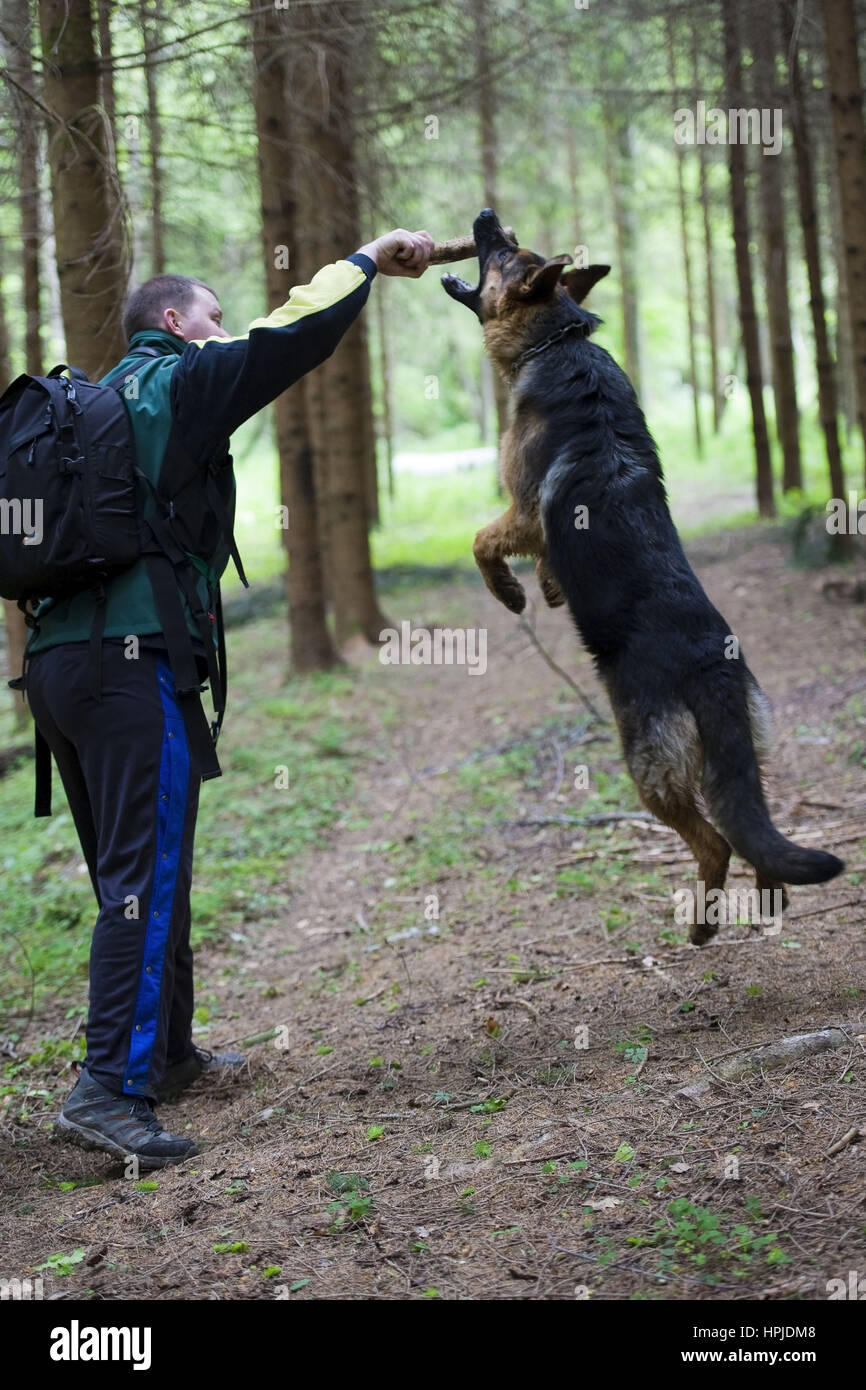 Model released , Schaeferhund - sheepdog Stock Photo