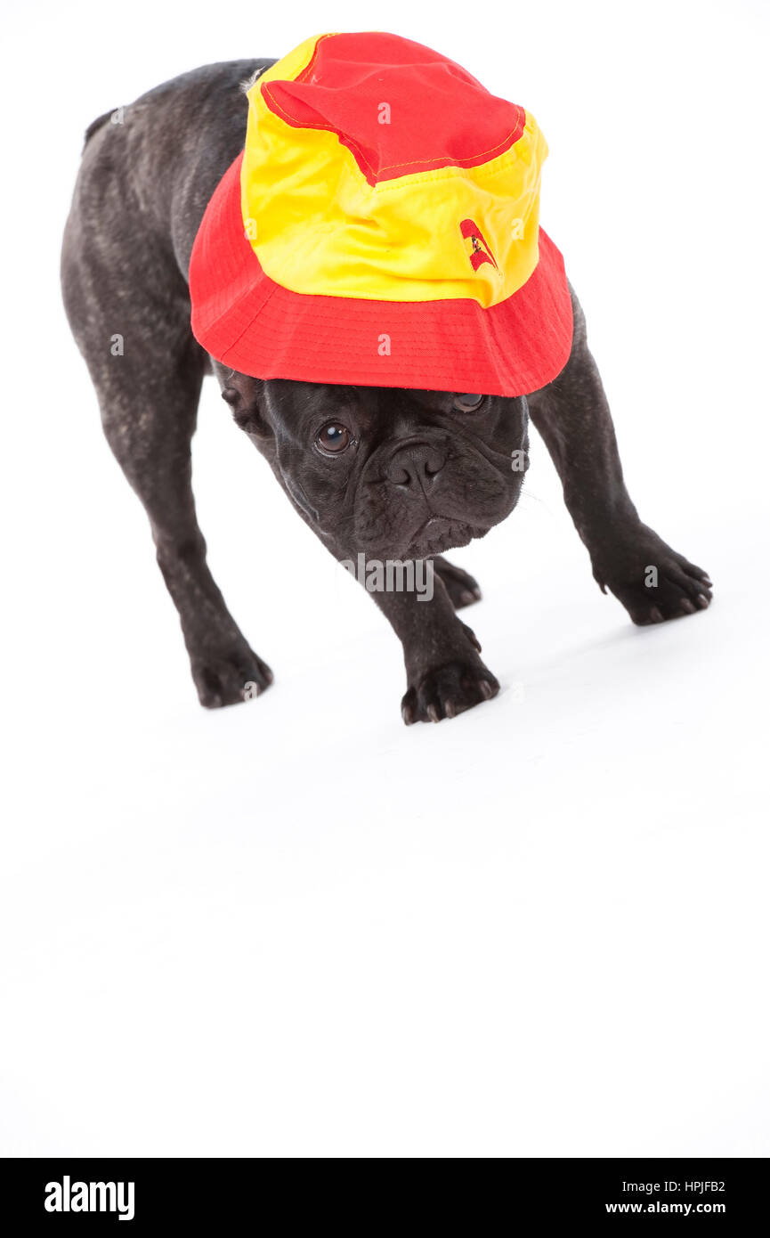Franzoesische Bulldogge mit spanischer Muetze - French bulldog with spanish cap Stock Photo