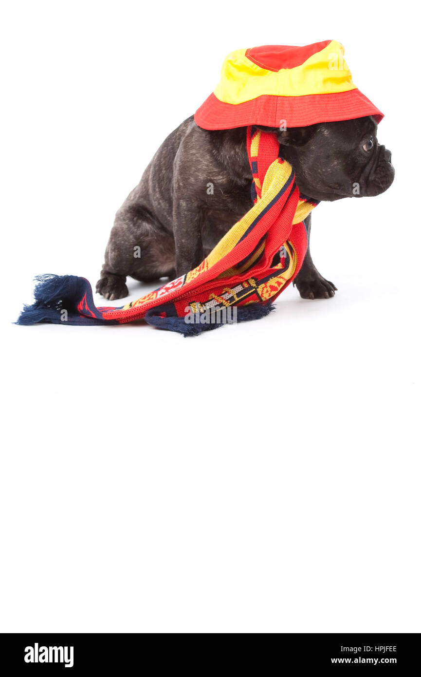 Franzoesische Bulldogge mit spanischem Schal und spanischer Muetze - French bulldog as spanish fan Stock Photo