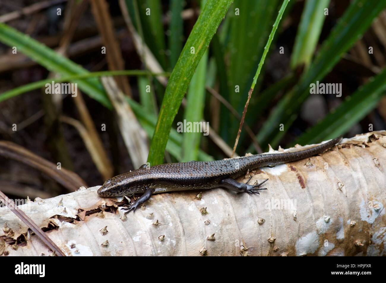 A Many-lined Sun Skink (Eutropis multifasciata) basking at Permai Rainforest Reserve on the Santubong Peninsula, Sarawak, East Malaysia, Borneo Stock Photo