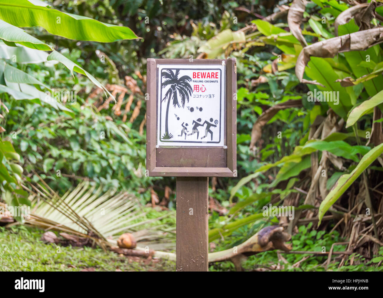 A ridiculous warning sign indicating danger due to falling coconuts, written in English and Japanese. Stock Photo
